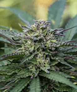 Alternative view of Tangie in the Sun